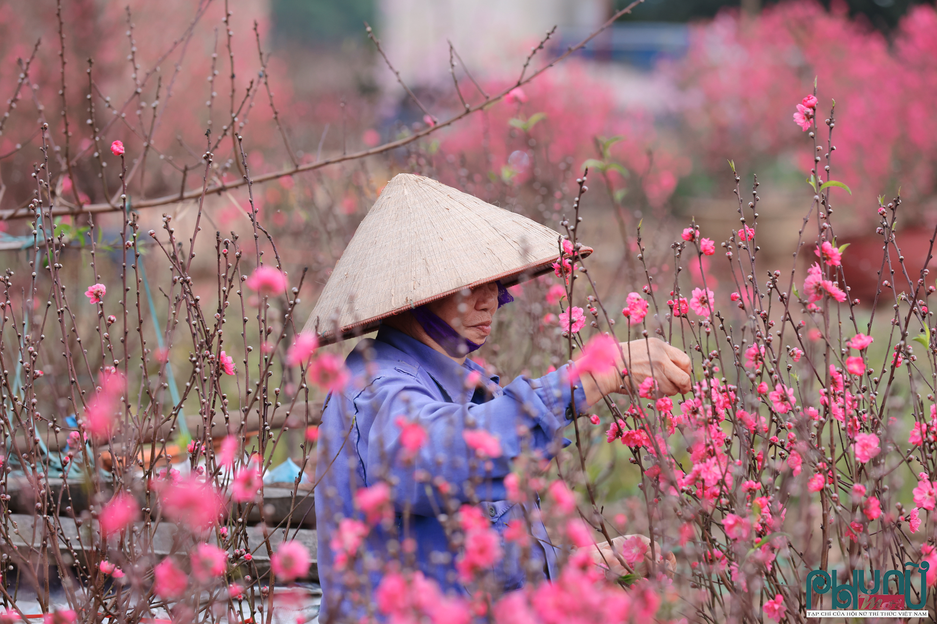 Một số chủ vườn cho biết họ buộc phải “ngắt” bớt những bông đã nở quá nhanh nhằm giữ sức cho cành, đồng thời làm chậm tốc độ tàn hoa. Tuy nhiên, việc can thiệp chỉ mang tính cầm chừng, bởi nhịp nở của đào phụ thuộc lớn vào nền nhiệt và độ ẩm không khí.
