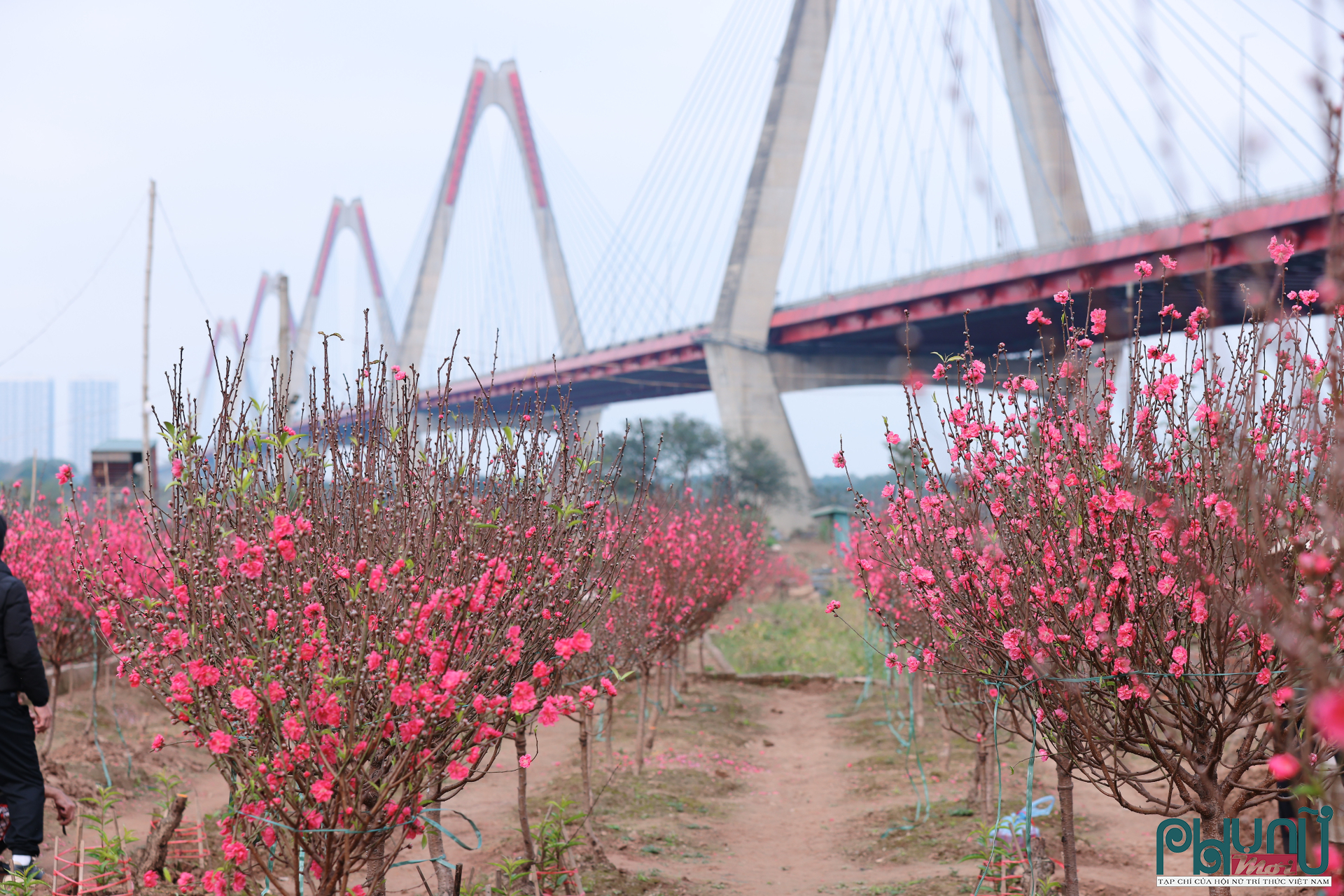 Theo ghi nhận, năm nay một số diện tích đào tại Nhật Tân nở sớm hơn dự kiến. Thời tiết những tuần trước Tết duy trì nền nhiệt cao, ít đợt rét đậm kéo dài khiến hoa bung nhanh. Đến ngày 26 Tết, không ít vườn đã có tỷ lệ nở lớn, vượt qua thời điểm “hé nụ” mà người chơi đào thường ưa chuộng.
