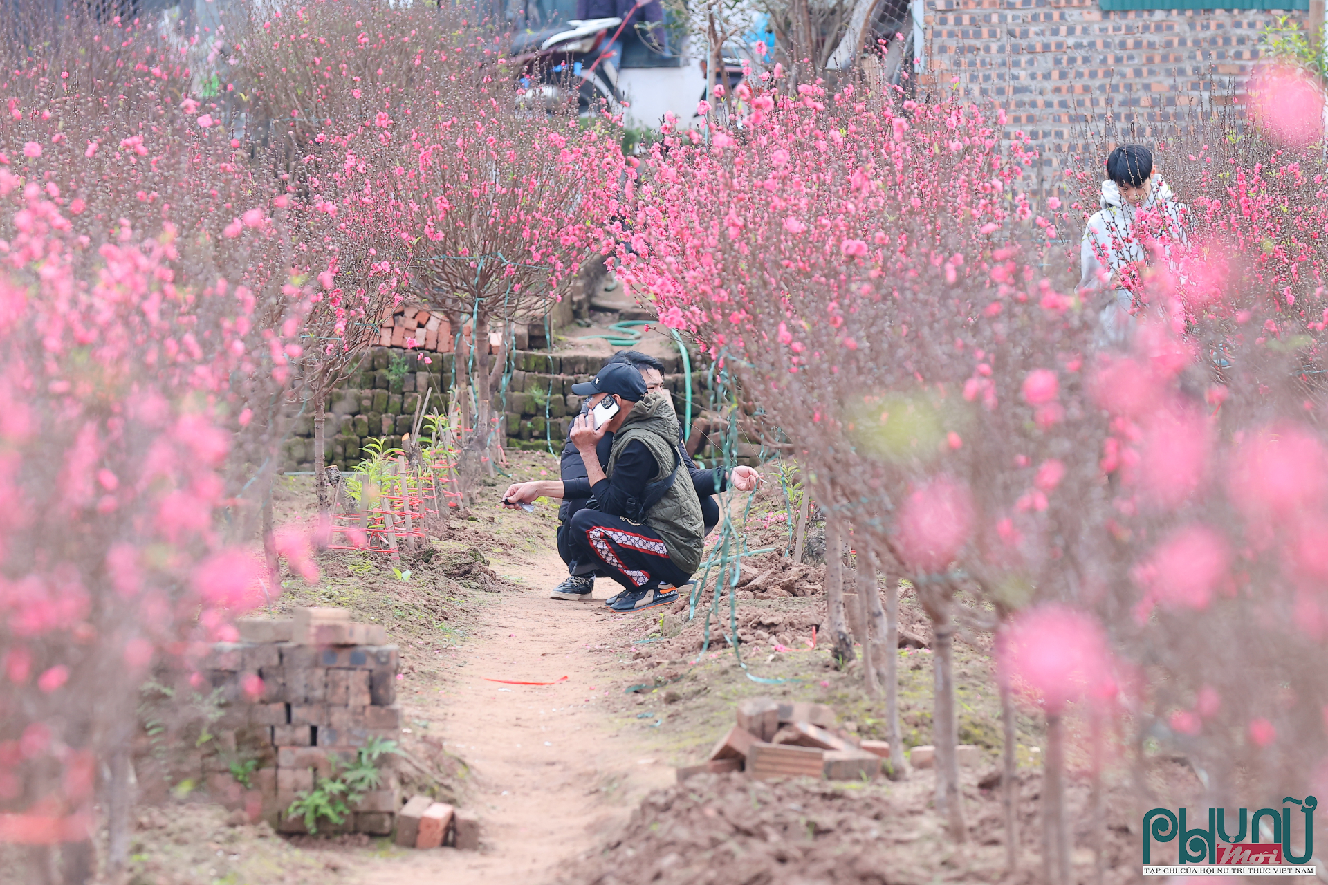 Không khí mua bán vì thế diễn ra chậm rãi, không còn cảnh khách tranh nhau đặt cọc như những năm thời tiết thuận lợi. Nhiều vườn đào dù hoa rực rỡ vẫn phải chờ đợi người mua.