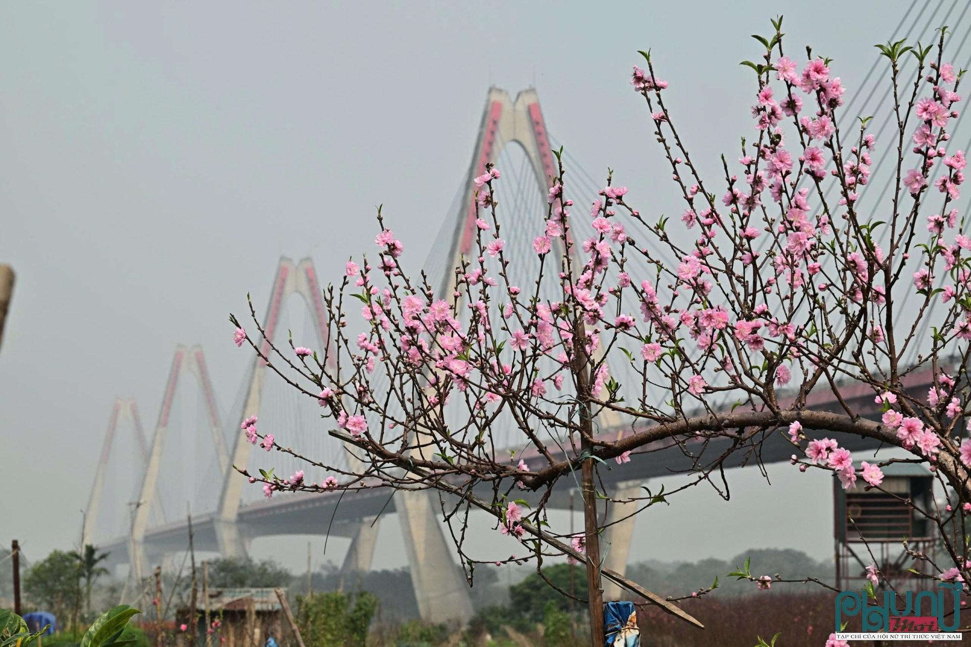 Giá đào cành tại vườn hiện dao động từ 350.000 đến 600.000 đồng đối với loại phổ thông; các cành dáng huyền, thế đẹp có giá từ 1 triệu đến hơn 2 triệu đồng. So với năm trước, mức giá không tăng, thậm chí một số nhà vườn chấp nhận giảm nhẹ để kích cầu.