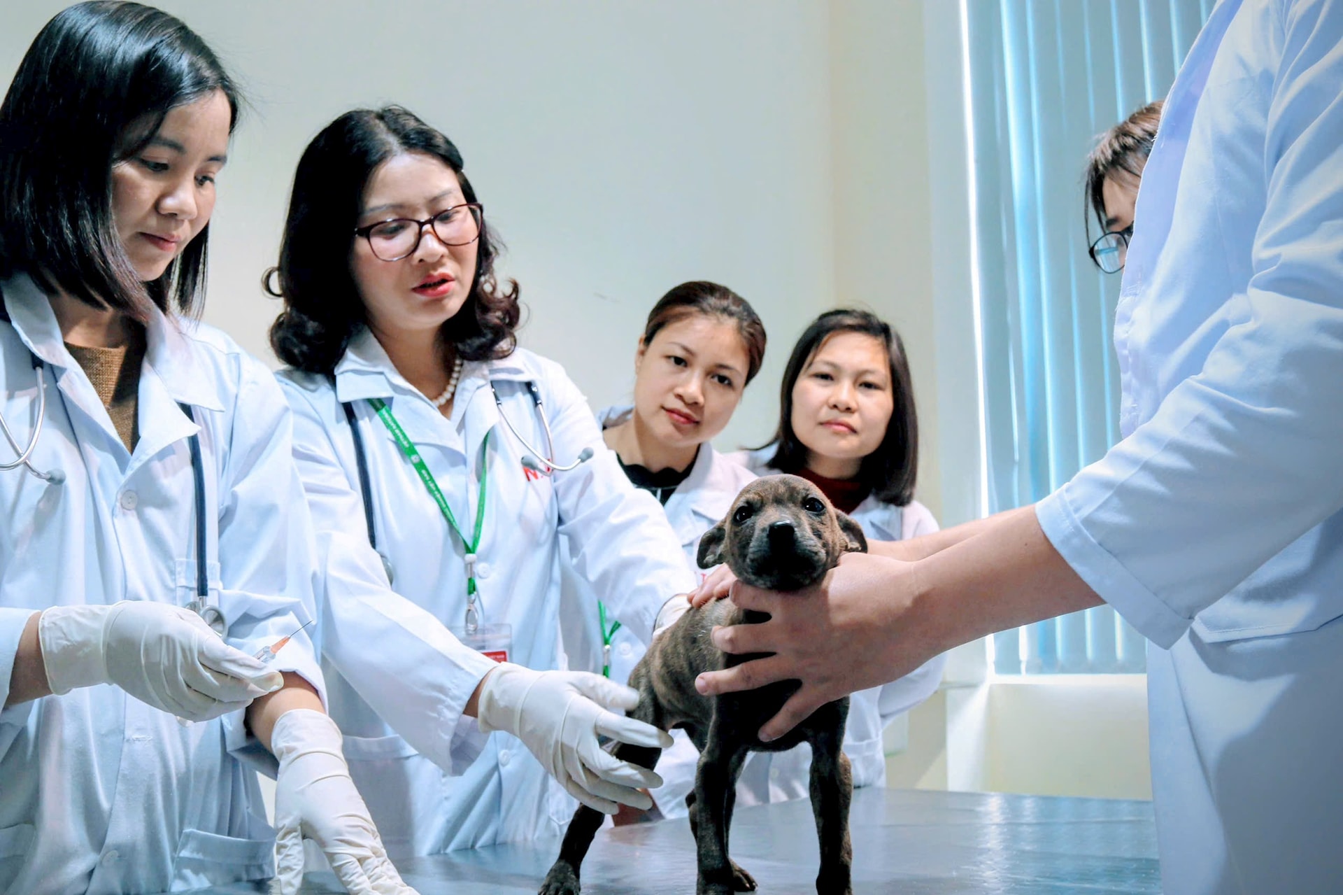 GS.TS Nguyễn Thị Lan một trong những chuyên gia hàng đầu trong lĩnh vực thú y, công nghệ sinh học thú y. Ảnh: Kim Oanh