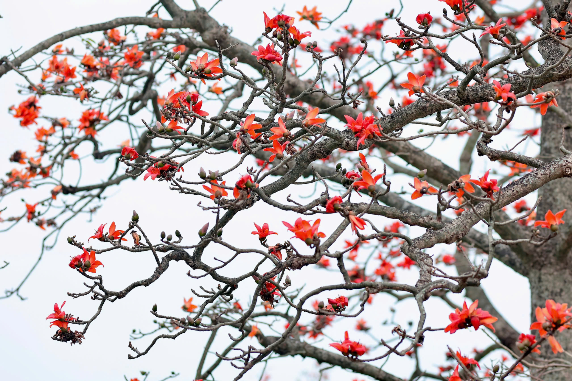 Điểm đặc biệt của hoa gạo nằm ở sự ngắn ngủi. Mùa hoa chỉ kéo dài trong vài tuần, từ cuối tháng Hai đến hết tháng Ba. Chính điều đó khiến mỗi mùa nở đều trở nên đáng chờ đợi, như một cuộc hẹn có thời hạn với thiên nhiên.