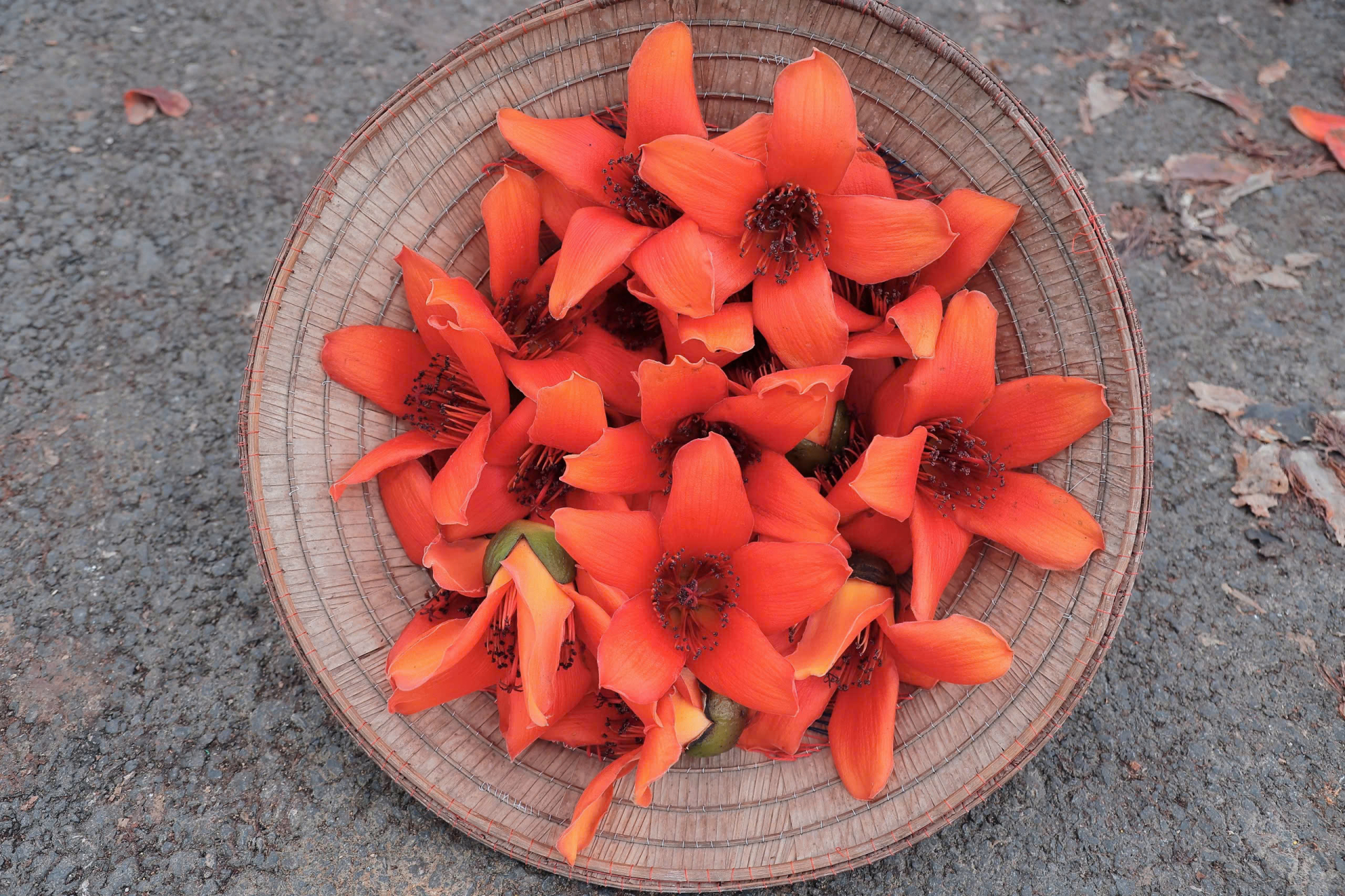 Mùa hoa gạo rực đỏ, làng Đoan Nữ hút khách tìm về ký ức thôn quê