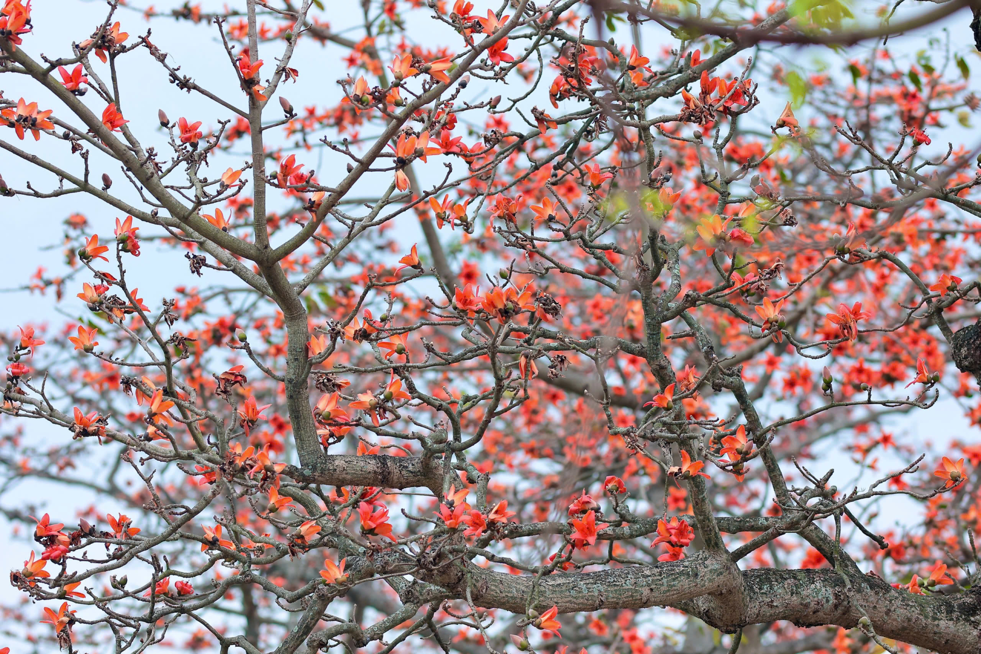 Hoa gạo (hay mộc miên) thường nở rộ vào tháng 3. Lúc này, cây trút sạch lá, nhường chỗ cho những vòm hoa đỏ thắm in lên nền trời xanh và rụng xuống tạo thành 