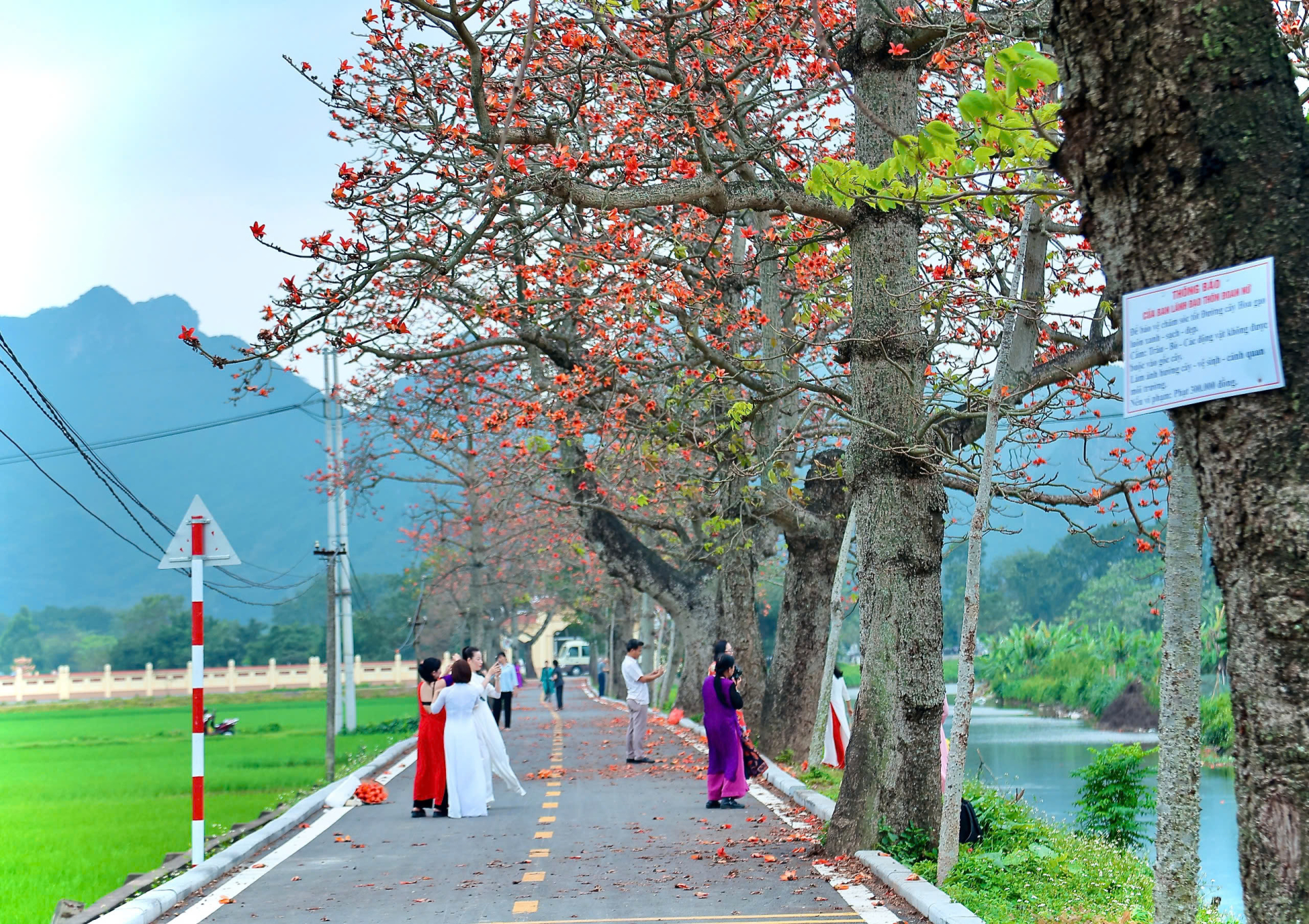Không chỉ dừng lại ở giá trị cảnh quan, hoa gạo còn mang ý nghĩa sâu sắc với người dân địa phương. Nhiều cây đã tồn tại hàng chục năm, trở thành một phần ký ức của bao thế hệ.