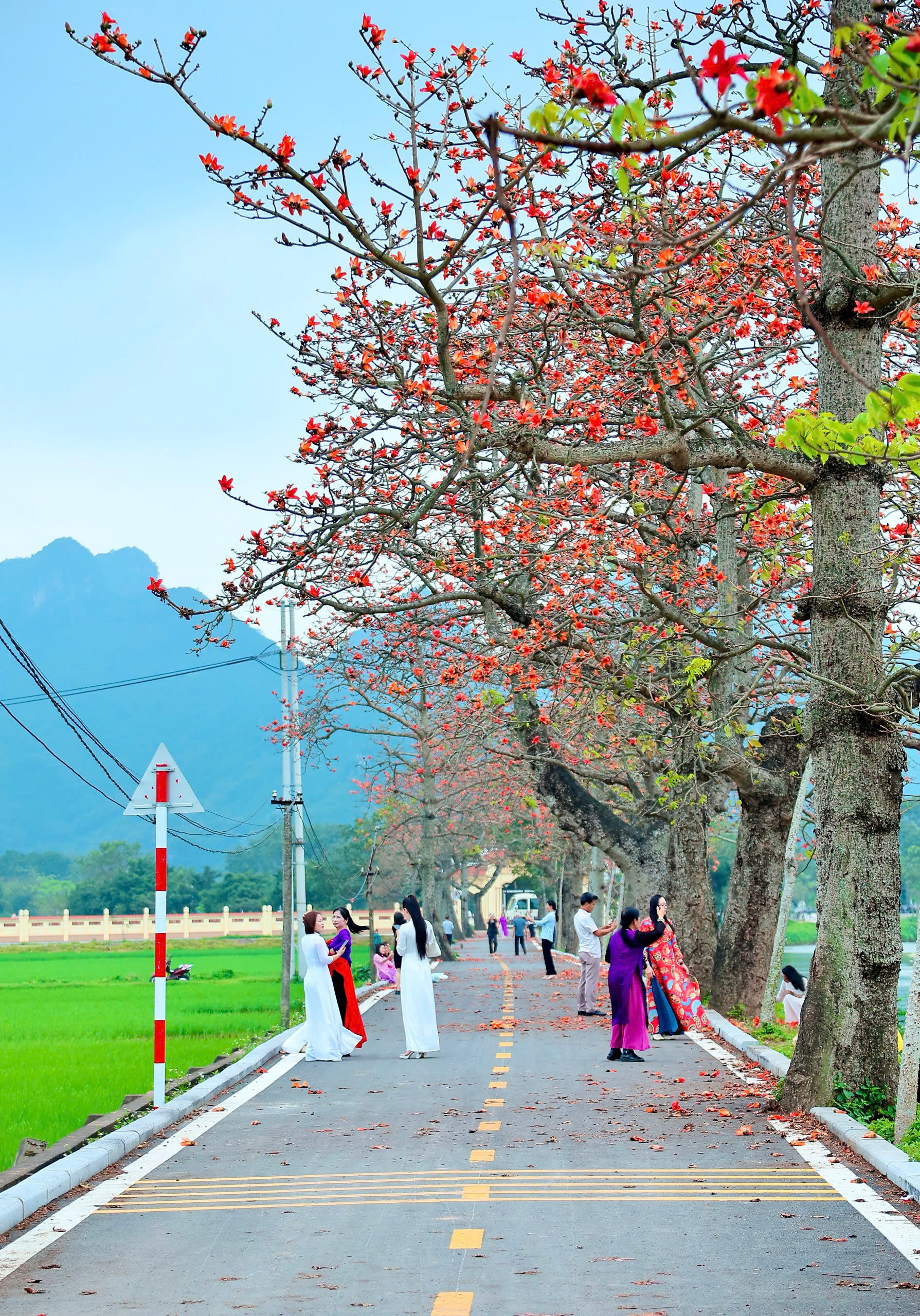 Không cần dàn dựng hay trang trí, chính sự giản dị của làng quê đã làm nên sức hút. Những thân cây cao lớn, tán rộng, hoa nở dày như thắp lửa giữa không gian yên ả. 