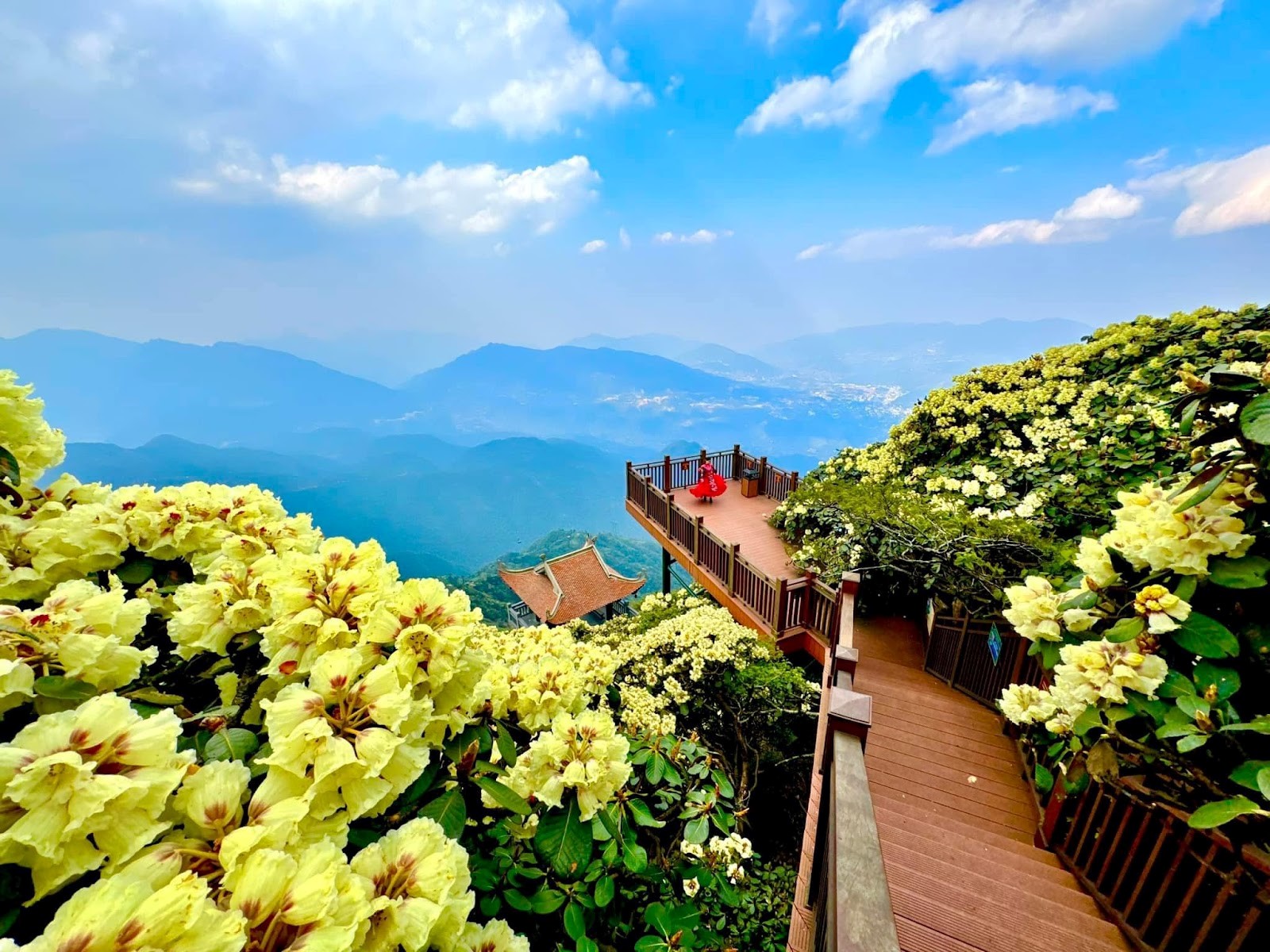 Để đưa bước chân du khách đến gần hơn với “báu vật” rừng già Hoàng Liên, một lối đi dạo bộ ngắm hoa Đỗ quyên đã được xây dựng kỳ công, dọc theo con đường La Hán. Tọa lạc ở độ cao trên 3.000m tại Kim Sơn Bảo Thắng Tự, cung đường dài 60m này uốn lượn quanh 30 gốc Đỗ quyên cổ thụ trăm năm, mang đến trải nghiệm thưởng lãm hoa ở khoảng cách gần nhất.