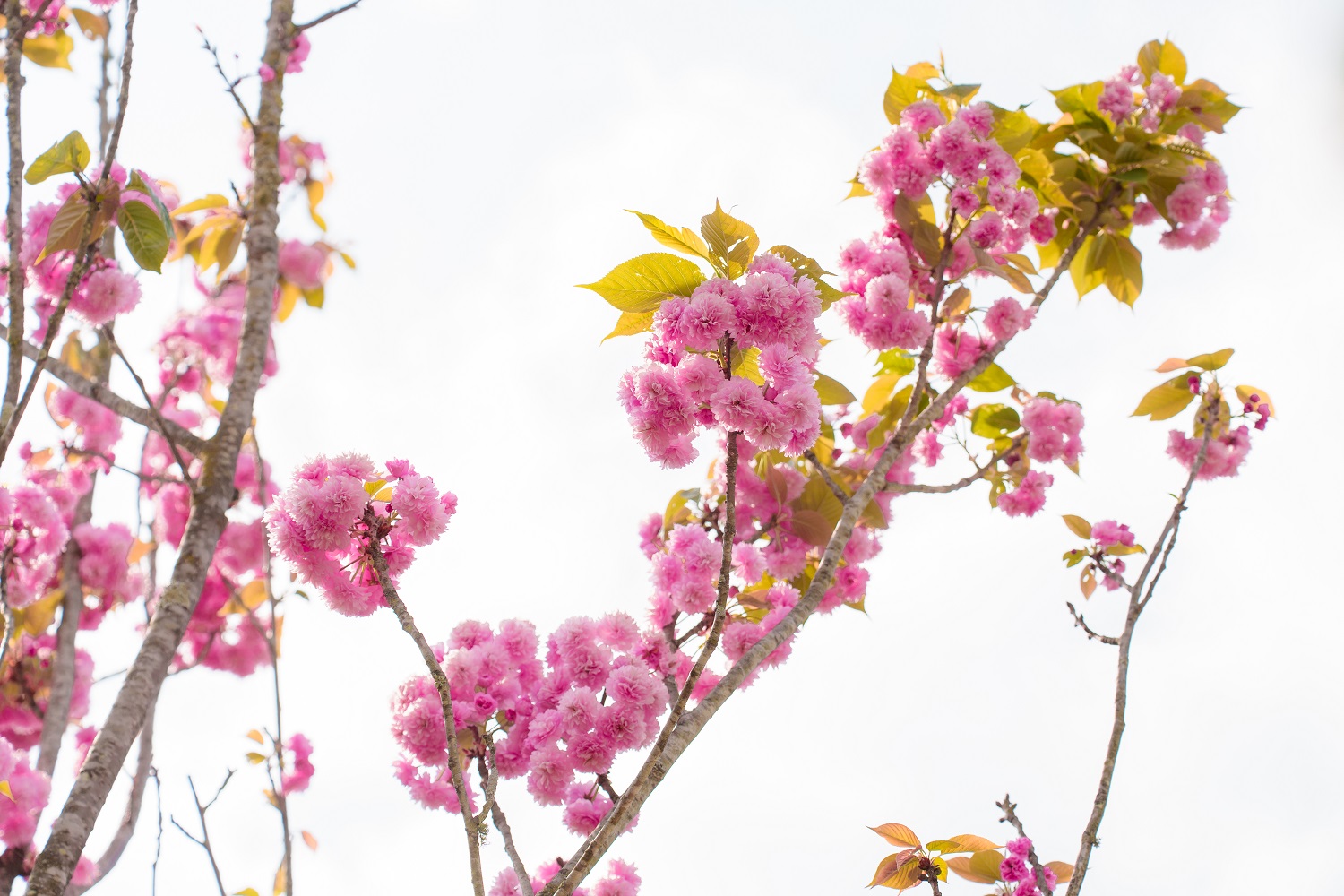 Không giống những loài hoa “sớm nở tối tàn”, hoa Anh đào nơi đây có sức sống bền bỉ hiếm có, giữ sắc tươi rói suốt cả tháng trời nhờ lớp cánh kép dày dặn. 