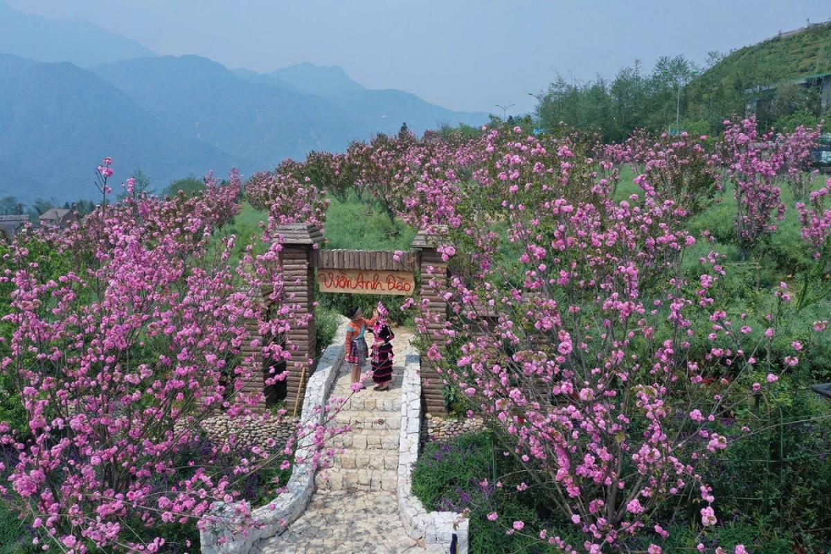 Khác với sắc hoa đào mỏng manh thường thấy, Anh đào tại Fansipan là giống hoa kép với những lớp cánh dày, xếp chồng lên nhau viên mãn như những đóa hồng nhỏ. Vào đầu tháng 4, khi nắng bắt đầu hanh vàng trên đỉnh thiêng, hàng ngàn gốc Anh đào đồng loạt “thức giấc”, tạo nên một dải lụa hồng rực rỡ vắt ngang triền núi.