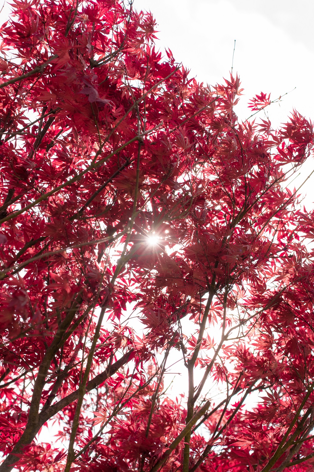 Sau khi thỏa sức check in với sắc hồng anh đào, đừng bỏ lỡ những mảng màu rực rỡ khác của Fansipan mùa này. Lối vào ga và khu vực Tháp Đồng hồ dịp này còn được tô điểm bởi vẻ đẹp lãng mạn của những hàng phong lá đỏ. Những tán lá phong mang sắc đỏ kiêu sa không chỉ tạo nên bối cảnh check-in như giữa lòng châu Âu, mà còn ẩn chứa thông điệp về sự bền bỉ và sức sống mãnh liệt giữa khí hậu khắc nghiệt của đỉnh thiêng Fansipan.