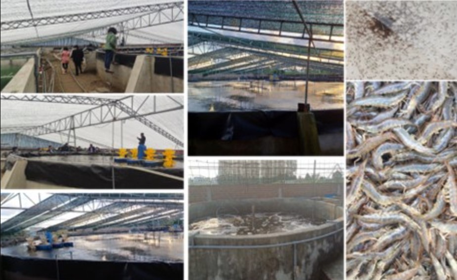 Một số hình ảnh hoạt động thực nghiệm mô hình nuôi tôm thẻ chân trắng ứng dụng công nghệ Biofloc kết hợp hệ thống lọc sinh học (BioRAS)