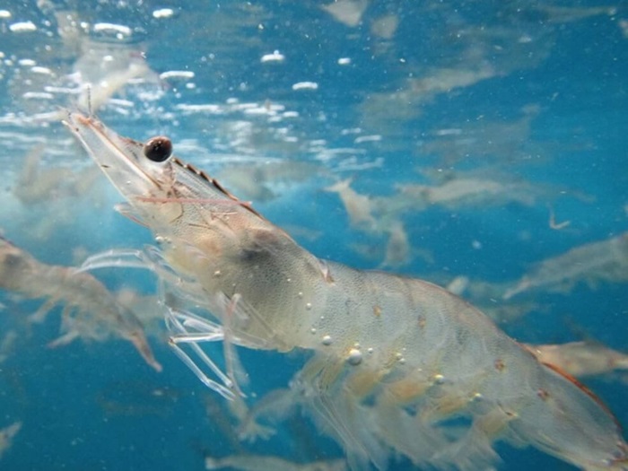 Tôm thẻ chân trắng. Ảnh: ITN