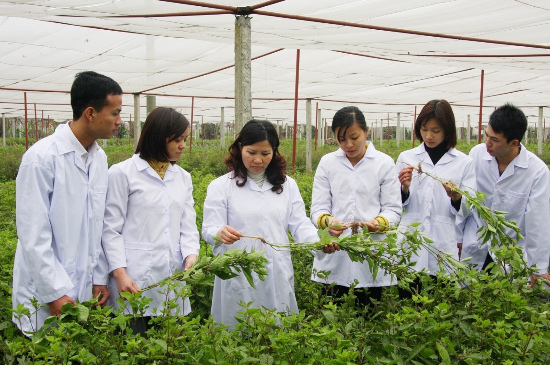 Thúc đẩy nghiên cứu và phát triển dược liệu Việt Nam theo hướng hiện đại. Ảnh minh họa: ITN