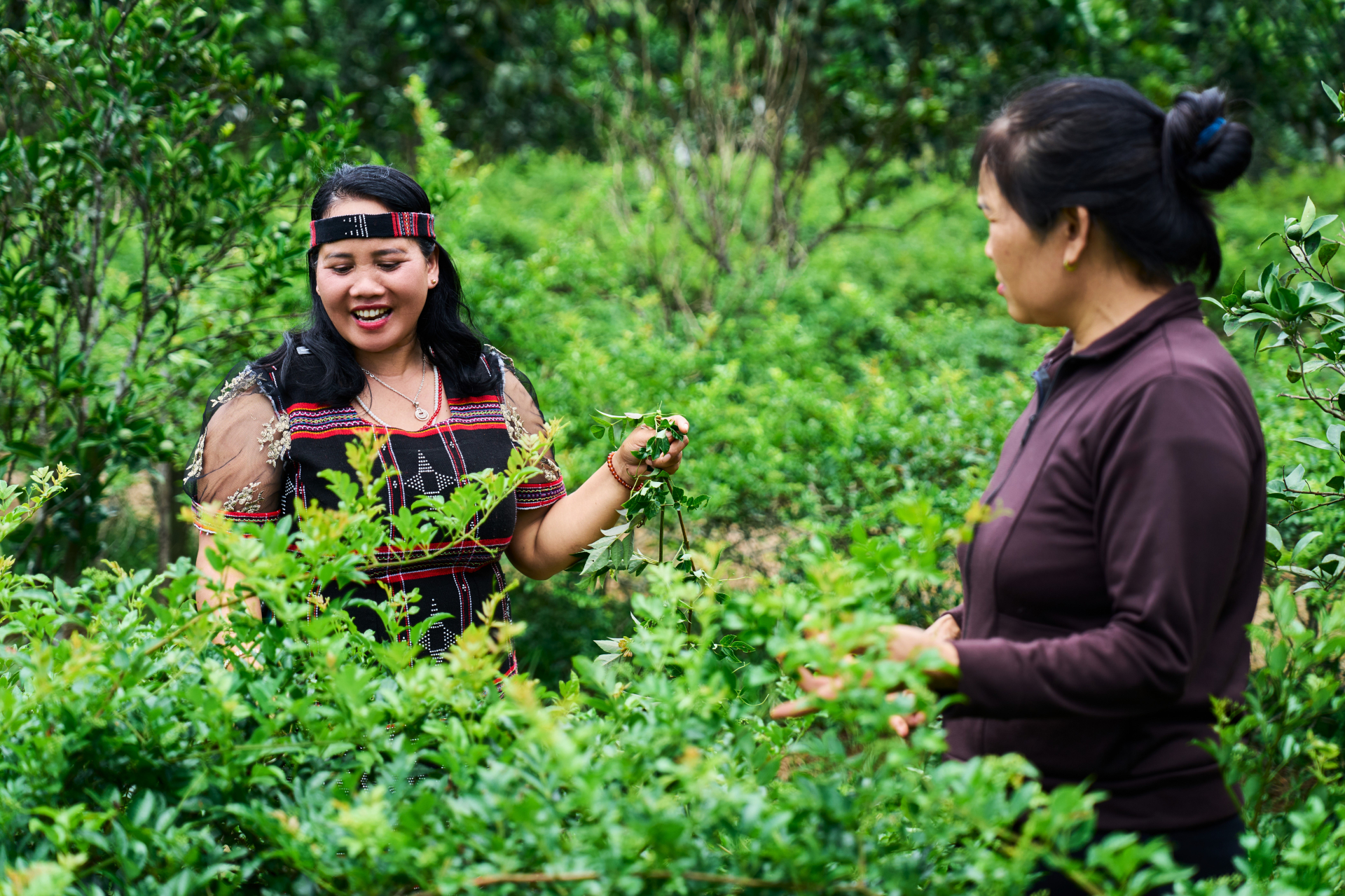 Phụ nữ Cơ Tu tham gia phát triển mô hình sản xuất chè dây bền vững tại xã vùng núi của Đà Nẵng