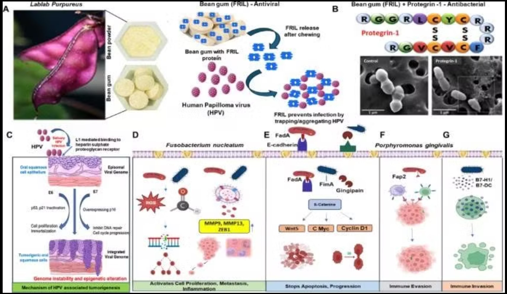 Cơ chế kháng virus của viên gôm đậu/kháng khuẩn protegrin-1 và HPV, Pg và Fn.