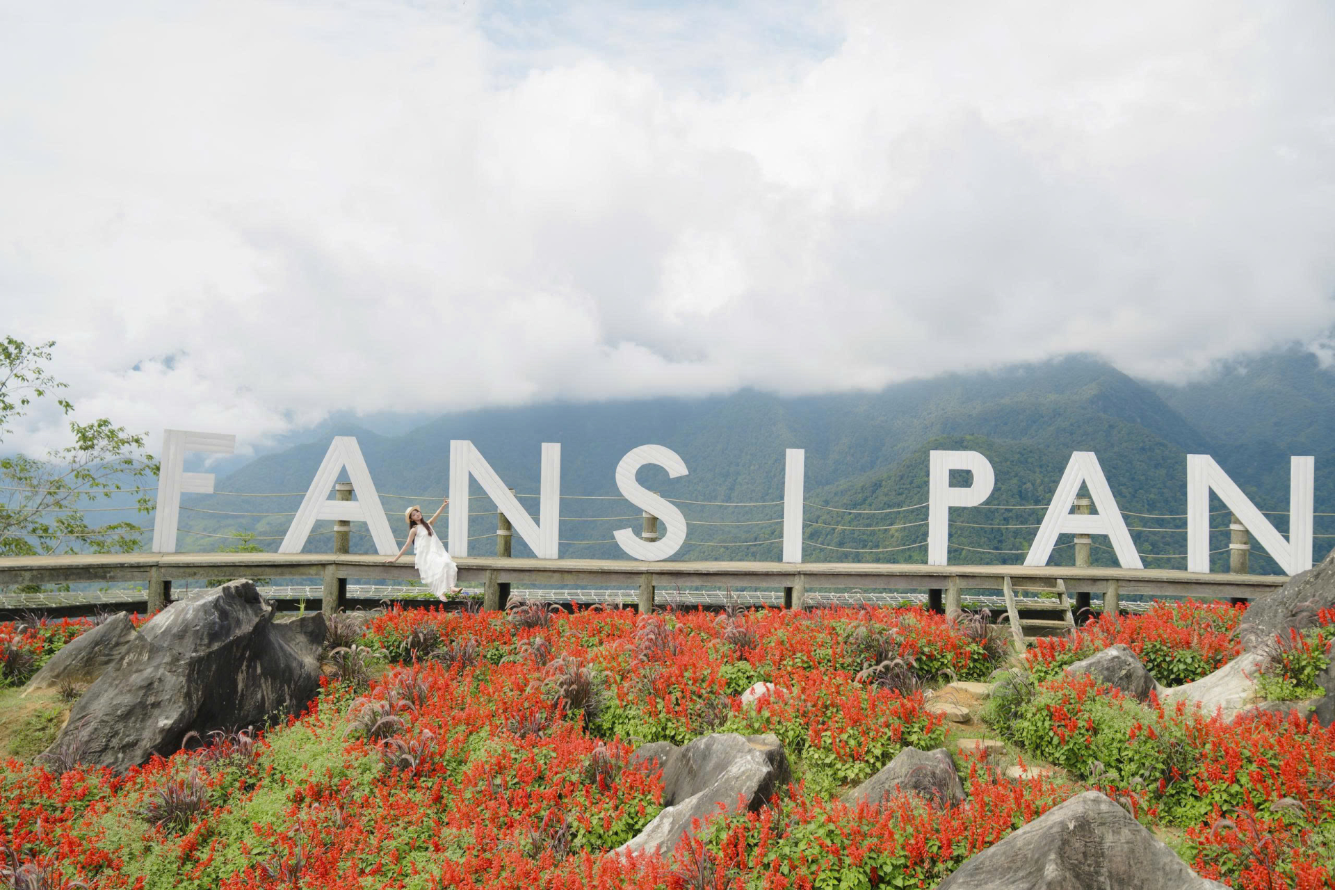 Ngay trên đồi Mường Hoa, những thảm hoa xác pháo đỏ rực vươn thẳng như những dây pháo ngày Tết đang vào mùa đẹp nhất.