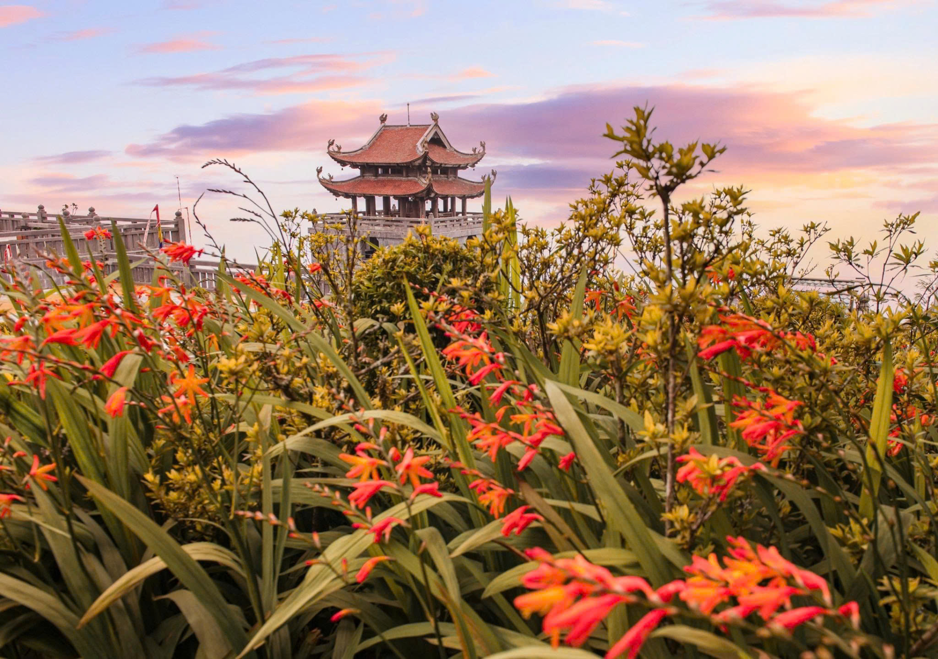 Những khóm dơn thóc nối tiếp nhau giữa không gian núi rừng, tạo nên những góc nhìn ấn tượng trên hành trình chinh phục Fansipan.