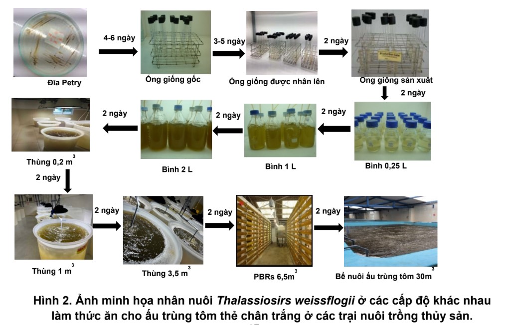 Cạnh tranh vi tảo không chỉ là cuộc đua về giá