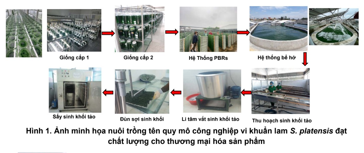 Cạnh tranh vi tảo không chỉ là cuộc đua về giá