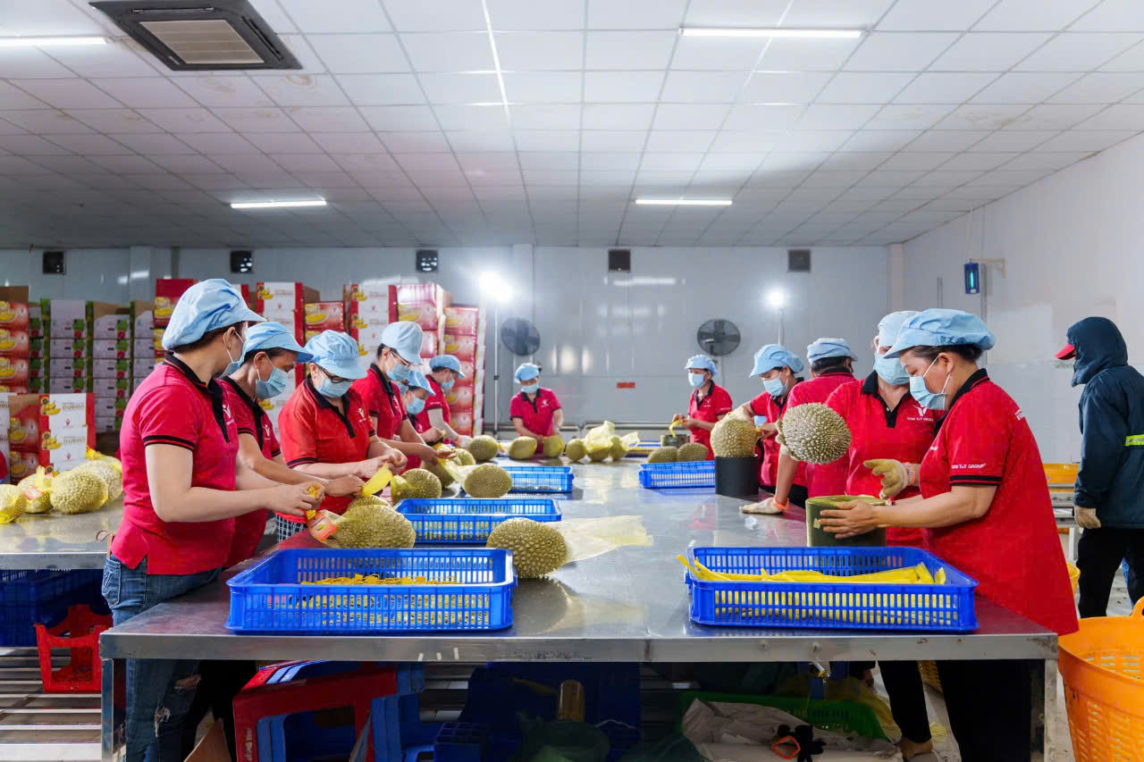 Lao động nữ làm việc tại nhà máy xuất khẩu trái cây Vina T&T Group - Bến Tre