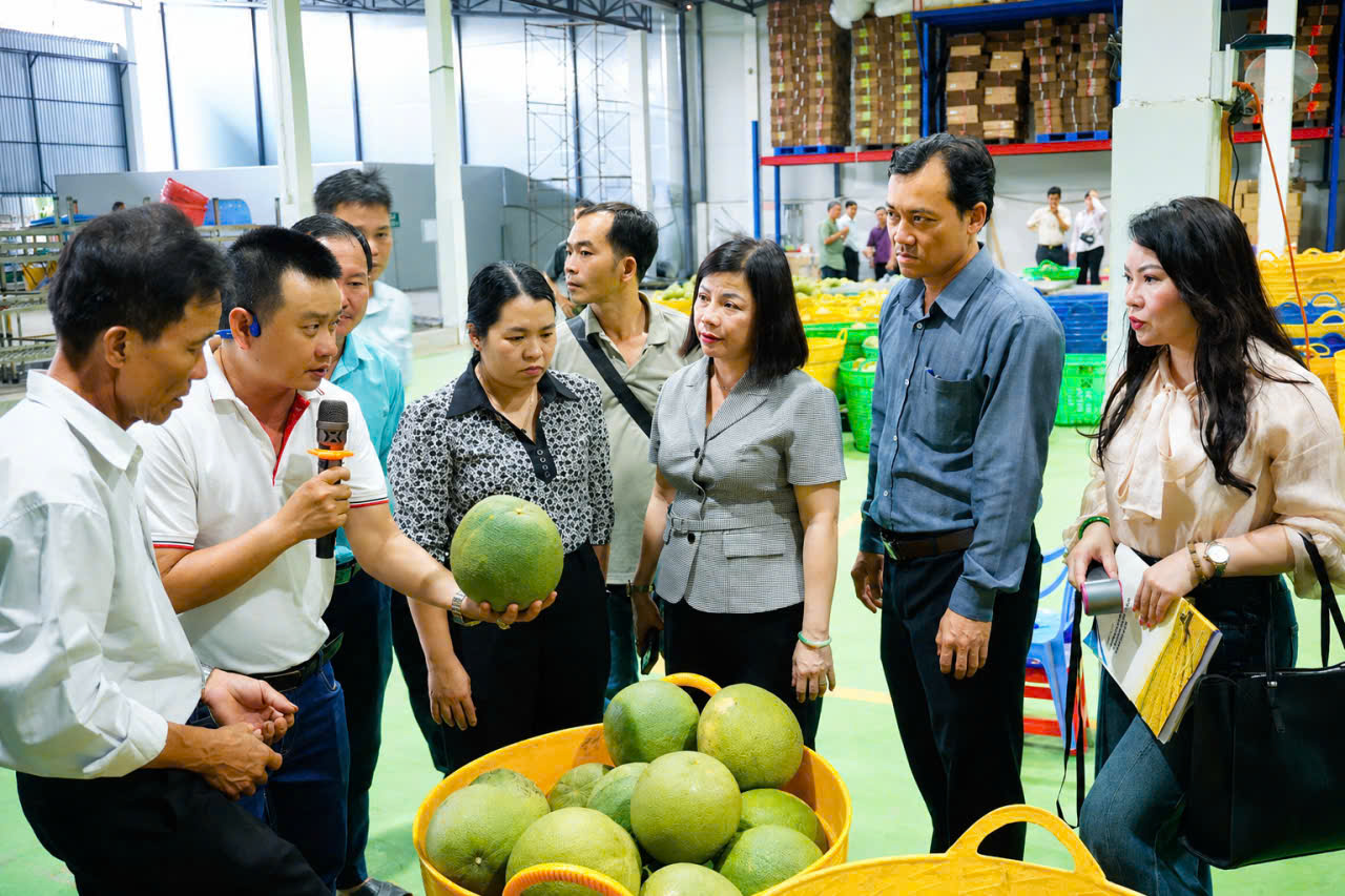 Bà Lê Thị Ánh Tuyết làm việc cùng doanh nghiệp chế biến xuất khẩu bưởi Đồng Nai