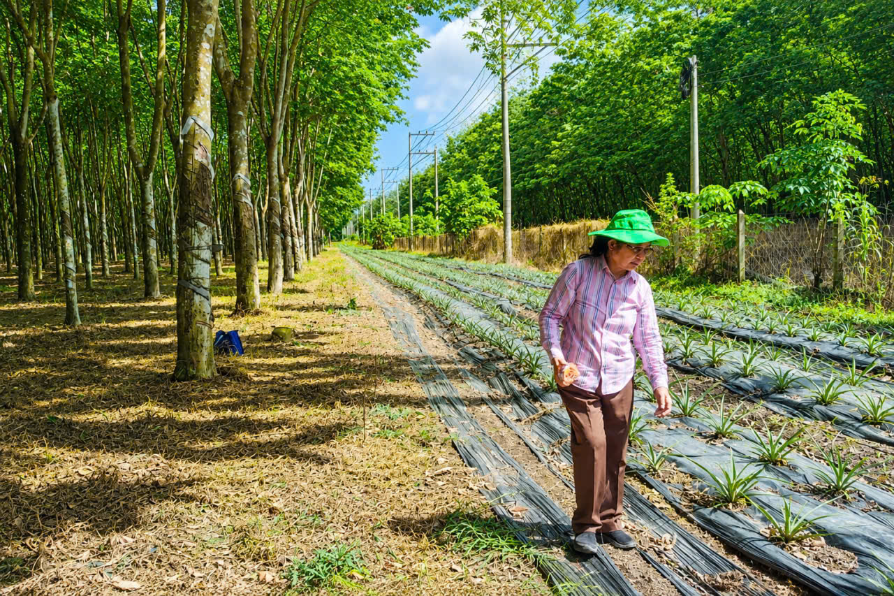 TS. Trần Thị Thúy Hoa kiểm tra tiến độ phát triển của vườn trồng dứa dưới tán rừng cao su
