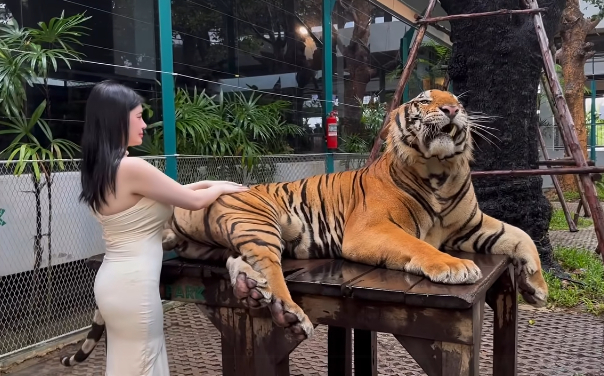 Quay video ngay bên cạnh thú dữ, hot girl khiến người xem 