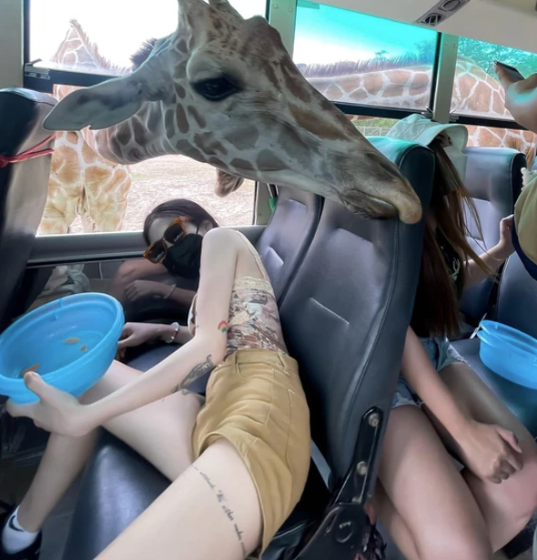 Tham quan sở thú, gái xinh thu hút ánh nhìn của hươu cao cổ
