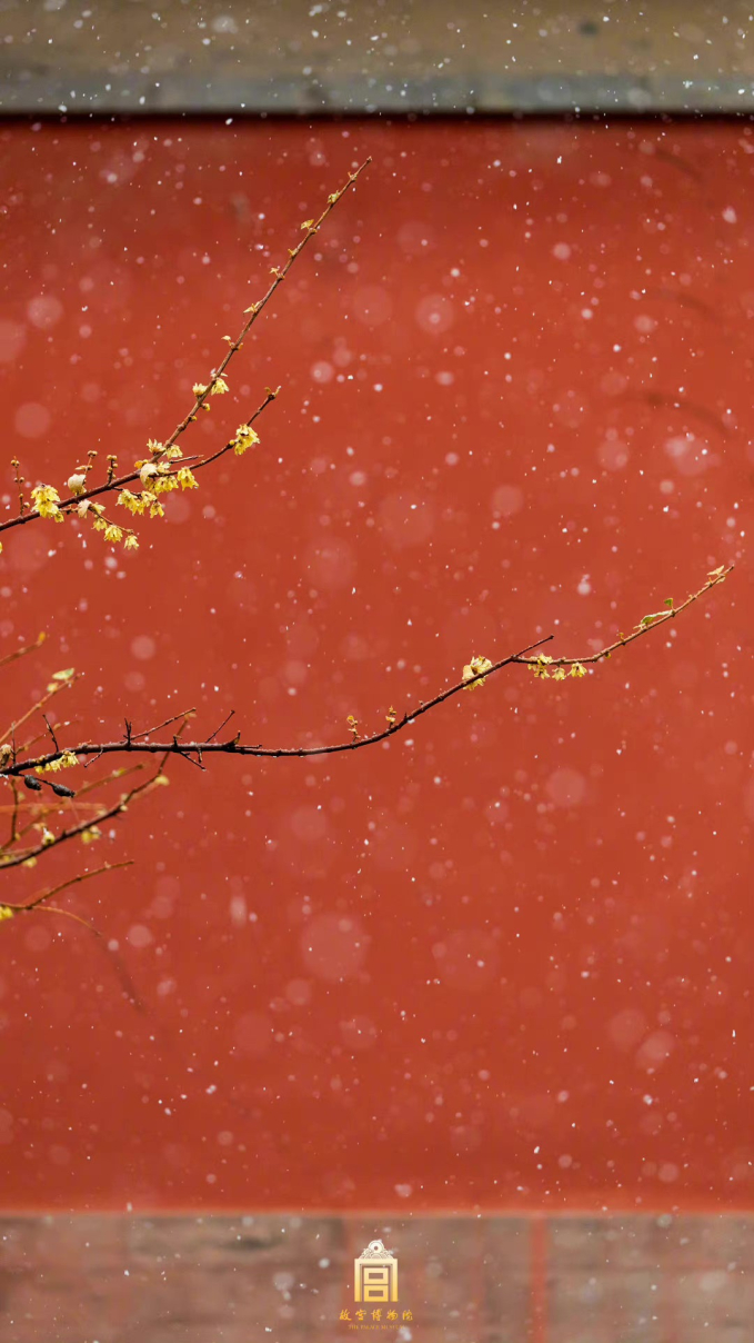 Có lẽ chỉ ở trong cung mới thấy được cảnh hoa nở giữa tuyết rơi, với bức tường đỏ rực làm nền.