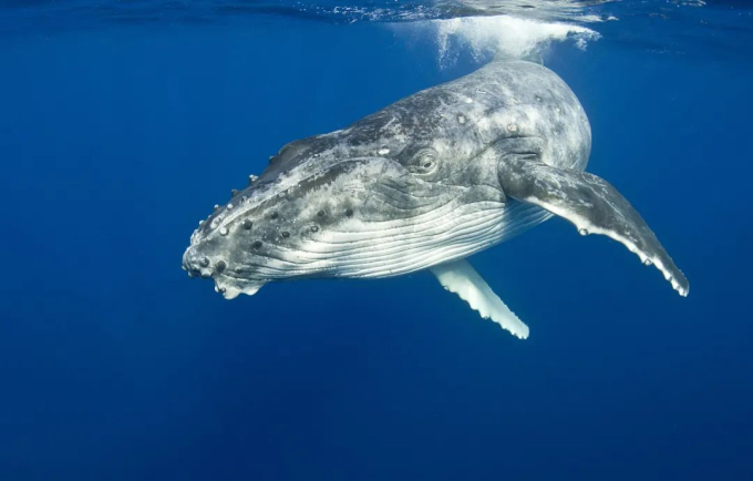 Thói quen lạ lùng của loài cá voi lưng gù: Thích 