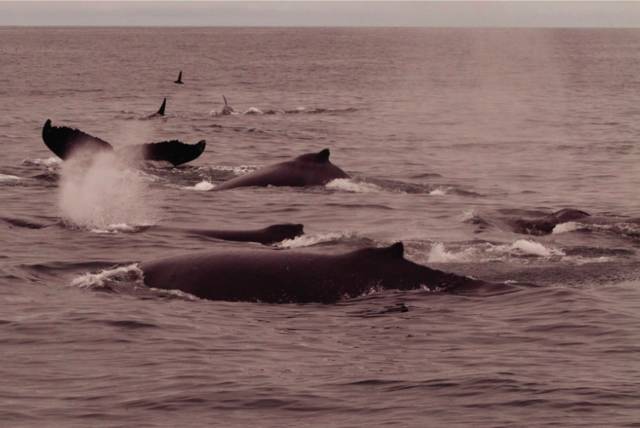 Vào tháng 7/2003, 17 con cá voi sát thủ đã tấn công hai con cá voi lưng gù dưới sự bảo vệ của cá voi lưng gù mẹ. Ba con cá voi lưng gù khác đã đến để xua đuổi đàn cá voi sát thủ.