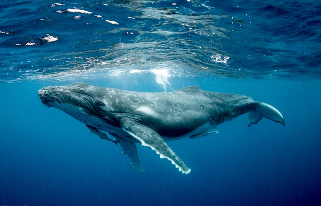 Những con hà khi dính lên vây của cá voi lưng gù trở thành “vũ khí” không thể xem thường.