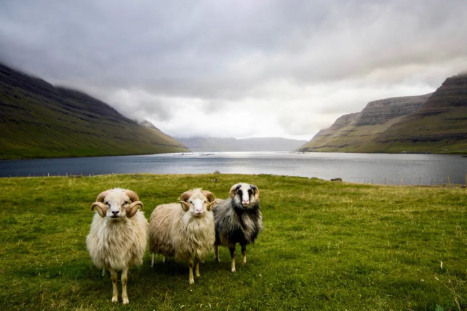 Cừu ở Quần đảo Faroe có địa vị 