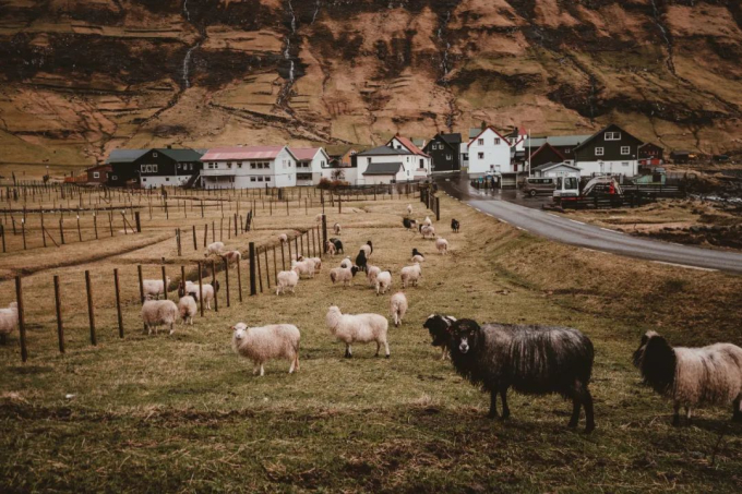 Nuôi cừu là một ngành công nghiệp quan trọng ở Quần đảo Faroe. Ở đây thậm chí còn có nhiều cừu hơn cả người dân.