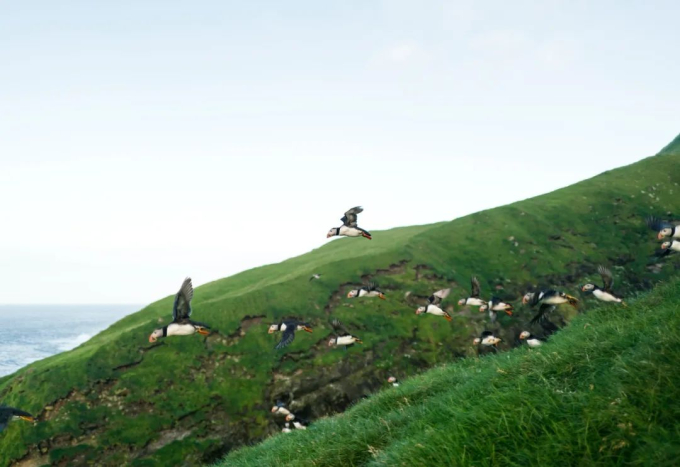 Mỗi mùa hè, hàng nghìn con chim đến Quần đảo Faroe để sinh sản.