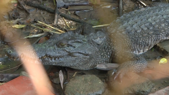 Cá sấu sổng chuồng ở công viên An Hoà nặng khoảng từ 10 - 20kg.
