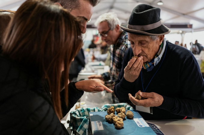 Một người bán đang ngửi nấm truffle trắng tại hội chợ nấm truffle ở tây bắc nước Ý.