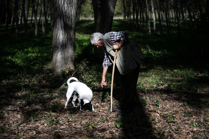 Những tháng mùa thu là mùa săn nấm truffle ở Ý.