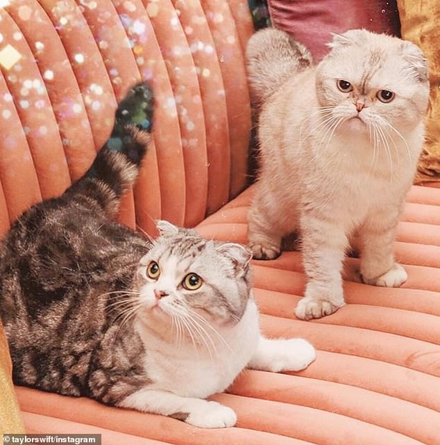 2 bé mèo Meredith Grey và Olivia Benson, thường xuyên thu hút được hàng triệu lượt thích trên trang Instagram của Taylor, xuất hiện trong các MV ca nhạc 