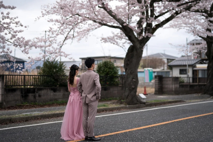 Một cặp đôi tạo dáng chụp ảnh cưới gần những cây anh đào đang nở hoa ở khu vực Yonomori của Fukushima, Nhật Bản, vào ngày 2 tháng 4 năm 2023. 