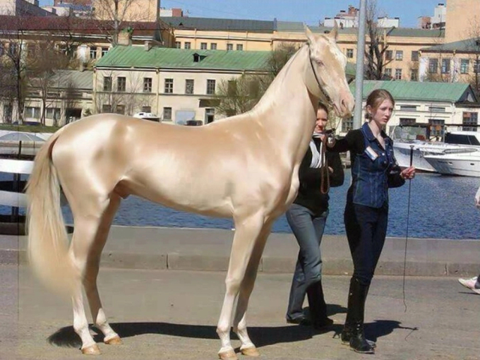   Ngựa Akhal-Teke lần đầu tiên được sử dụng bởi các bộ lạc cổ xưa ở Turkmenistan, chủ yếu để sử dụng trong chiến tranh. Đối với họ, những con ngựa này rất quan trọng cho cả thu nhập và sự sống còn, vì vậy chúng là tài sản quý giá nhất của họ. Họ chọn lọc giống ngựa và ghi lại phả hệ của những con ngựa đó.  