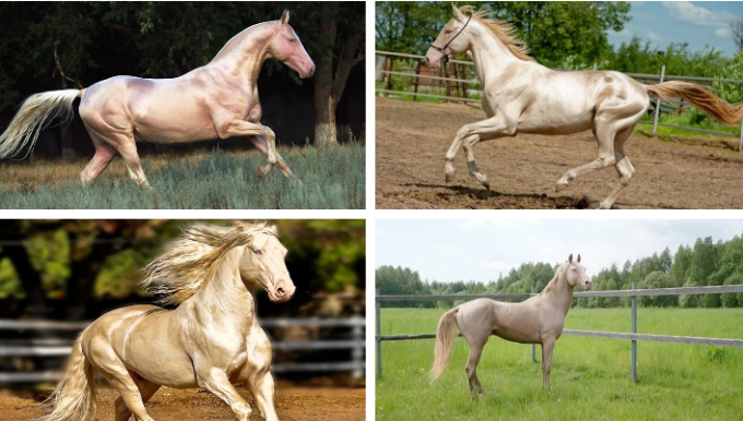 Loại ngựa này có đầu cao, cổ thon, chân mảnh khảnh, da mỏng và lông ngắn, bước đi nhẹ nhàng, tốc độ nhanh và sức bền dẻo dai. 