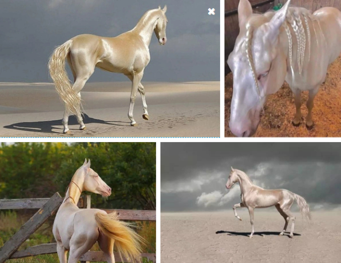 Akhal-Teke là giống ngựa Turkmen nổi tiếng với tốc độ, sức bền, trí thông minh và màu ánh kim rất đặc biệt - sau này đặt biệt danh là 