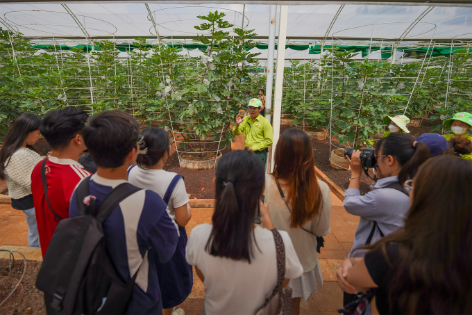 Độc đáo trải nghiệm hái trái lạ, ăn bồ câu hầm sung Mỹ lần đầu tiên xuất hiện tại TPHCM dịp nghỉ lễ Quốc khánh 2/9