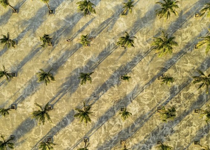         Những hàng dừa soi bóng trên bãi biển Non Nước, Đà Nẵng trong top ảnh đẹp ngày 17/6/2019.        