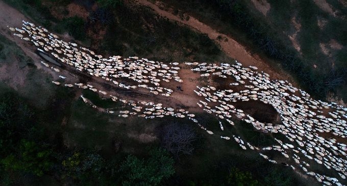         Bức ảnh chụp tại khu vực Phan Rang – Tháp Chàm ghi lại cảnh người du mục dẫn đàn cừu về trang trại sau một ngày chúng đi kiếm ăn. Đây cũng là bức ảnh đẹp nhất trong ngày (Photo of the day) hôm 24/5/2018 của tạp chí Mỹ.        