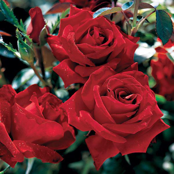 Màu hoa hồng đẹp được ưa thích nhất của trà lai chính là đỏ thắm