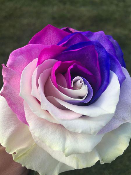 Hoa hồng đẹp với màu sắc lạ mắt