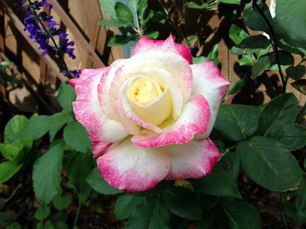 Kiểu hoa hồng đẹp lai màu tự nhiên