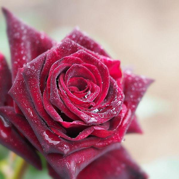 Ảnh hoa hồng đẹp chụp lúc sương sớm